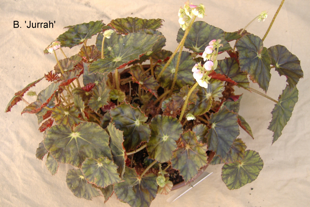 B. ‘Jurrah’